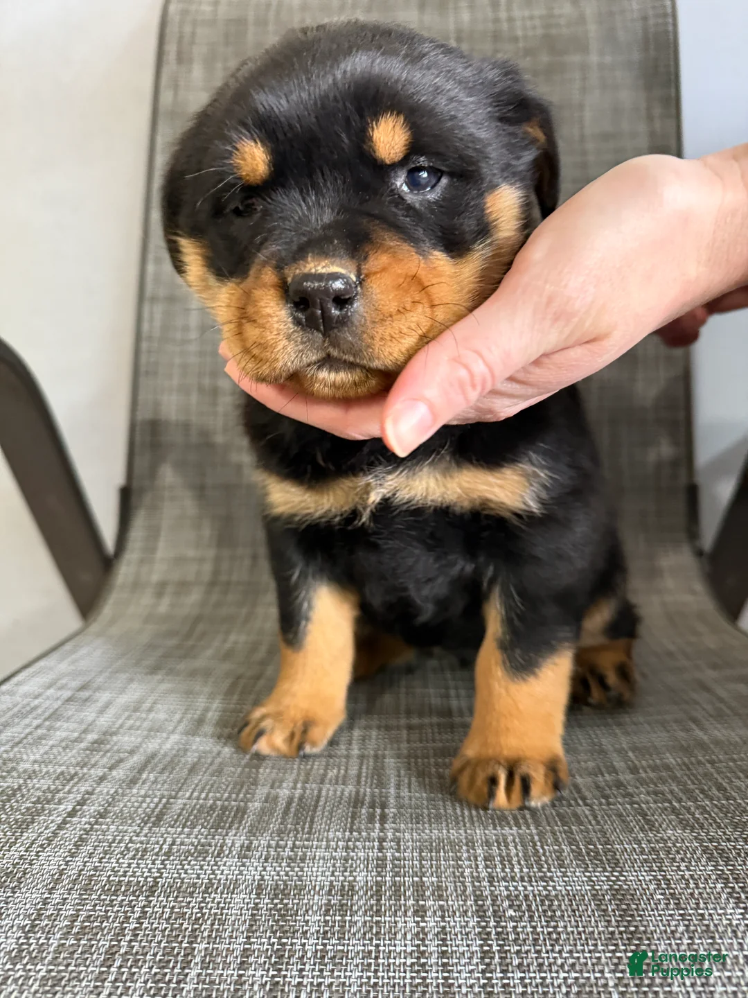 Rottweiler dogs for sale: London - Ad 12