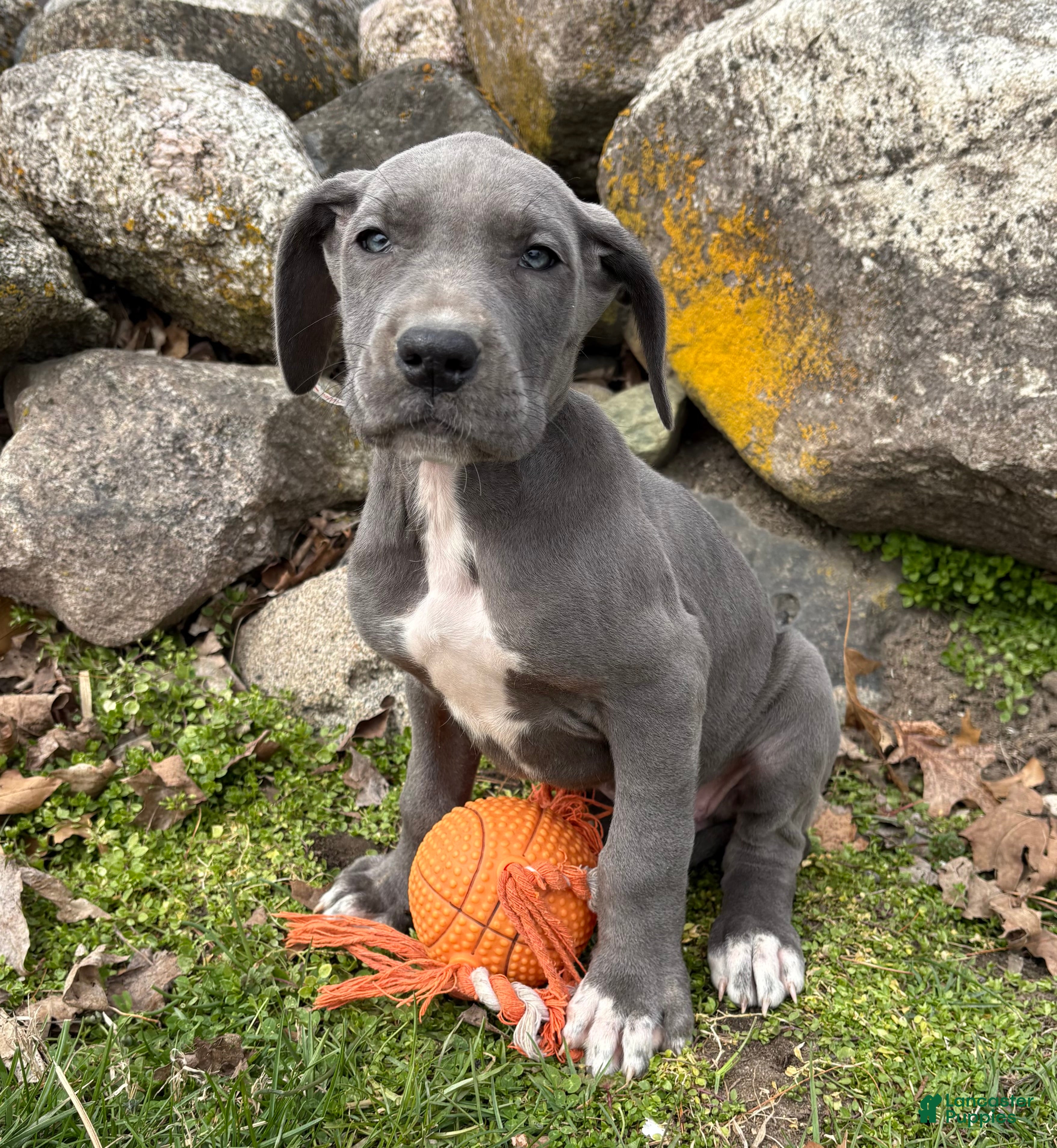 Great Dane dogs Truly - Ad 2