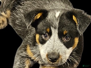 Australian Cattle Dog dogs Jingles - Ad 1