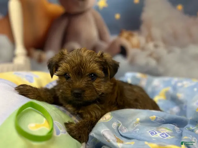 Yorkshire Terrier dogs Violet's Little Green - Ad 38