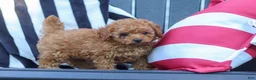 Cavapoo dogs for sale: Emily  - Ad 7
