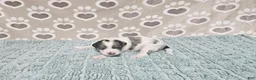 Mini Bernedoodle dogs for sale: F1b Tennessee - Ad 1
