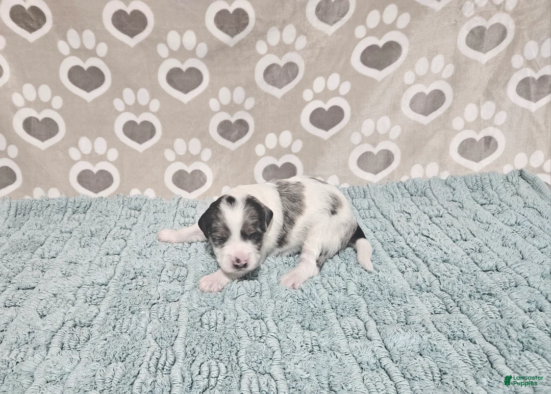 Mini Bernedoodle dogs for sale: F1b Tennessee - Ad 1