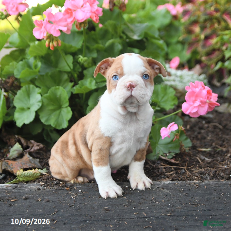 Boston Terrier dogs Lucky - Ad 1