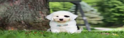Sheepadoodle dogs for sale: Mason - Ad 6