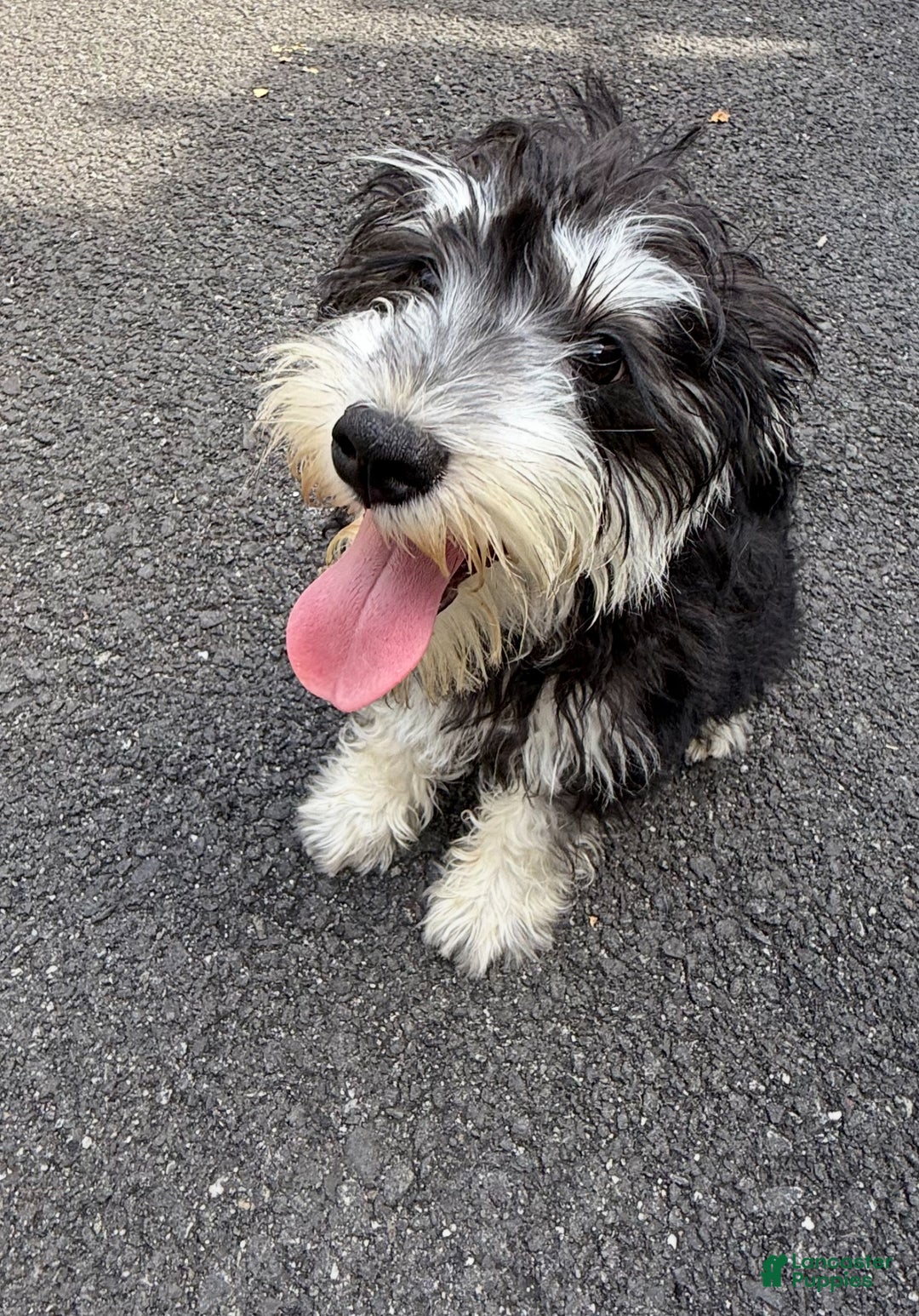 Miniature Schnauzer dogs for sale: BELLA - Ad 8
