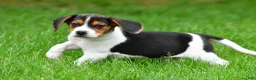 Beagle dogs for sale: Bo - Ad 6