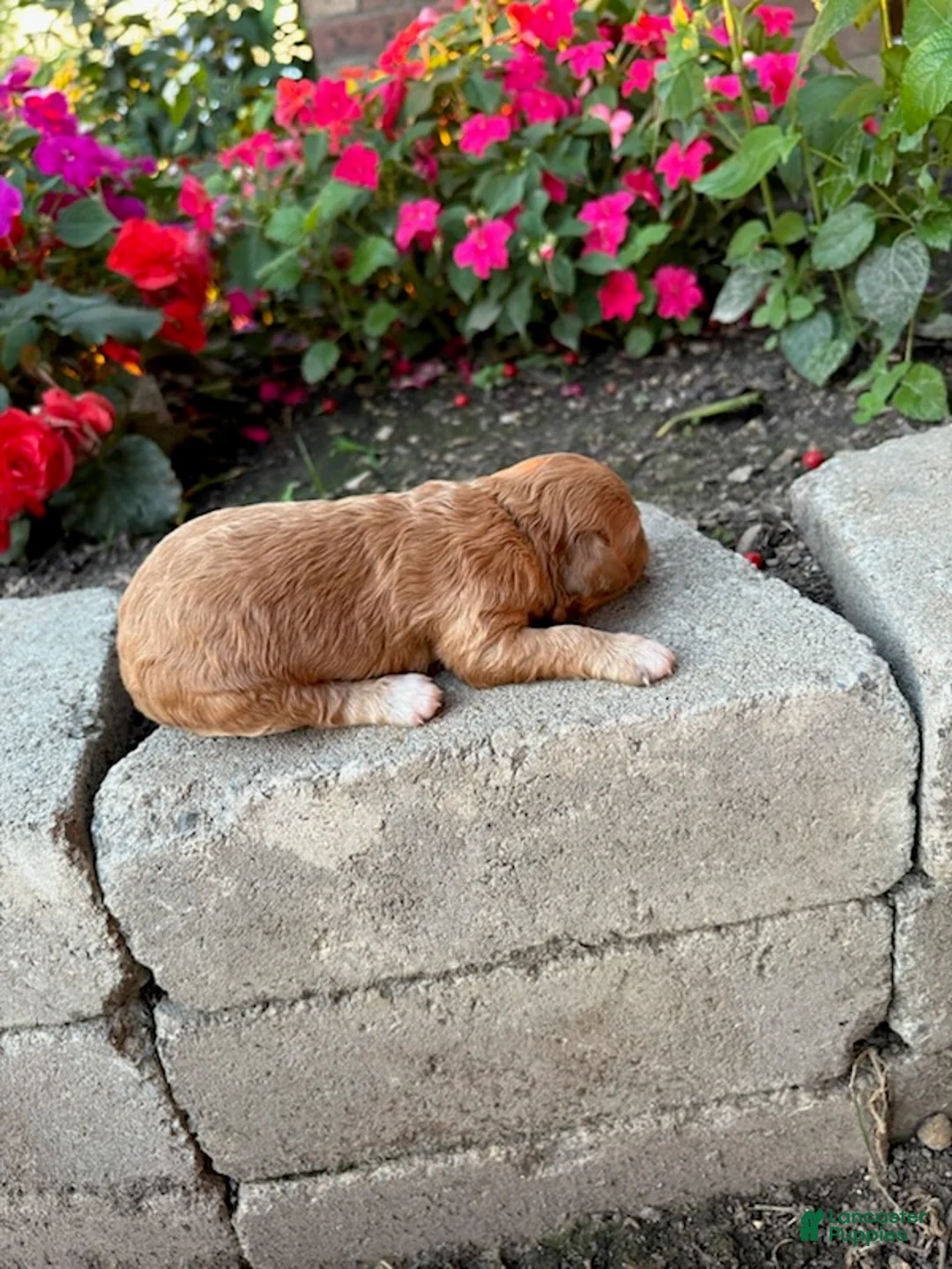 Cavapoo dogs for sale: Girl 2 - Ad 1