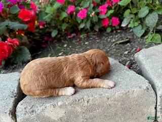 Cavapoo dogs for sale: Girl 2 - Ad 4