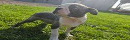 Boston Terrier dogs for sale: Boston Terrier Male 2 - Ad 2