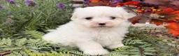 Maltese dogs for sale:  Tilly - Ad 9