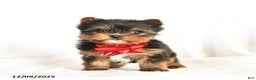 Yorkshire Terrier dogs for sale: Chess - Ad 3