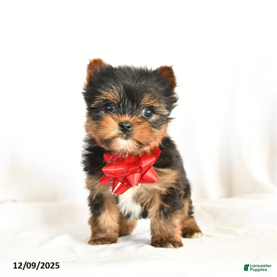 Yorkshire Terrier dogs for sale: Chess - Ad 3
