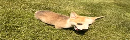 Welsh Corgi Pembroke dogs for sale: Floyd - Ad 19