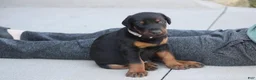 Doberman Pinscher dogs for sale: Charlie - Ad 10