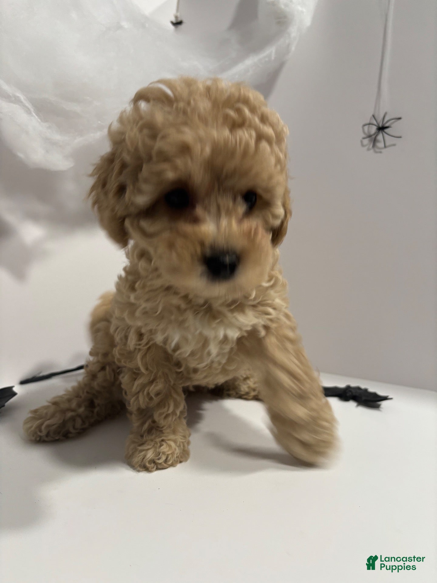 Toy Poodle dogs for sale: Toy Poodle 1 - Ad 9