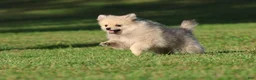 Pomeranian dogs for sale: Wolfie - Ad 3