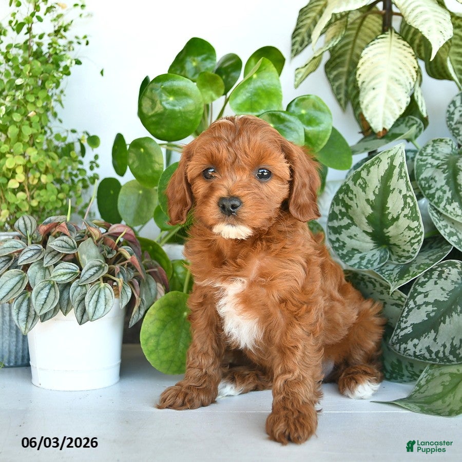 Cavapoo dogs for sale: Lisa  - Ad 3