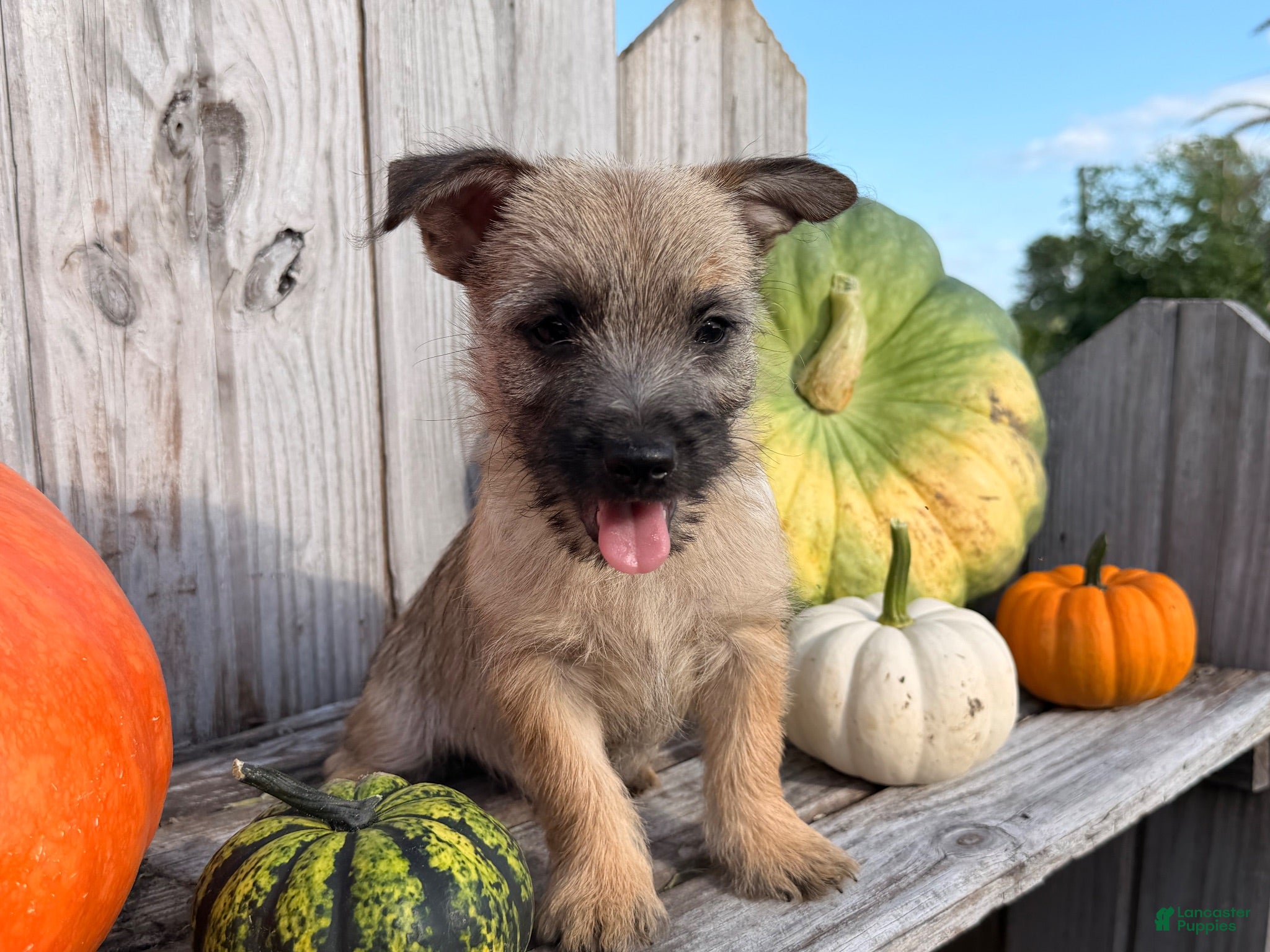 Cairn Terrier dogs Johnny  - Ad 2