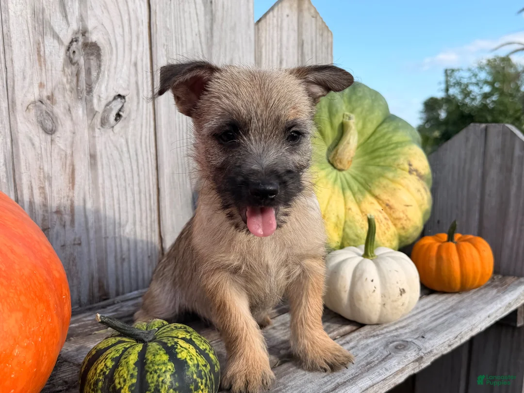 Cairn Terrier dogs for sale: Johnny  - Ad 2