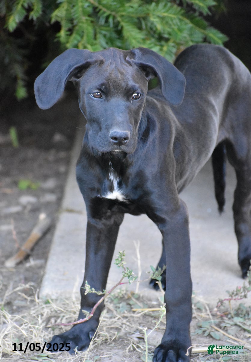 Mixed Breed dogs Teddy - Ad 2