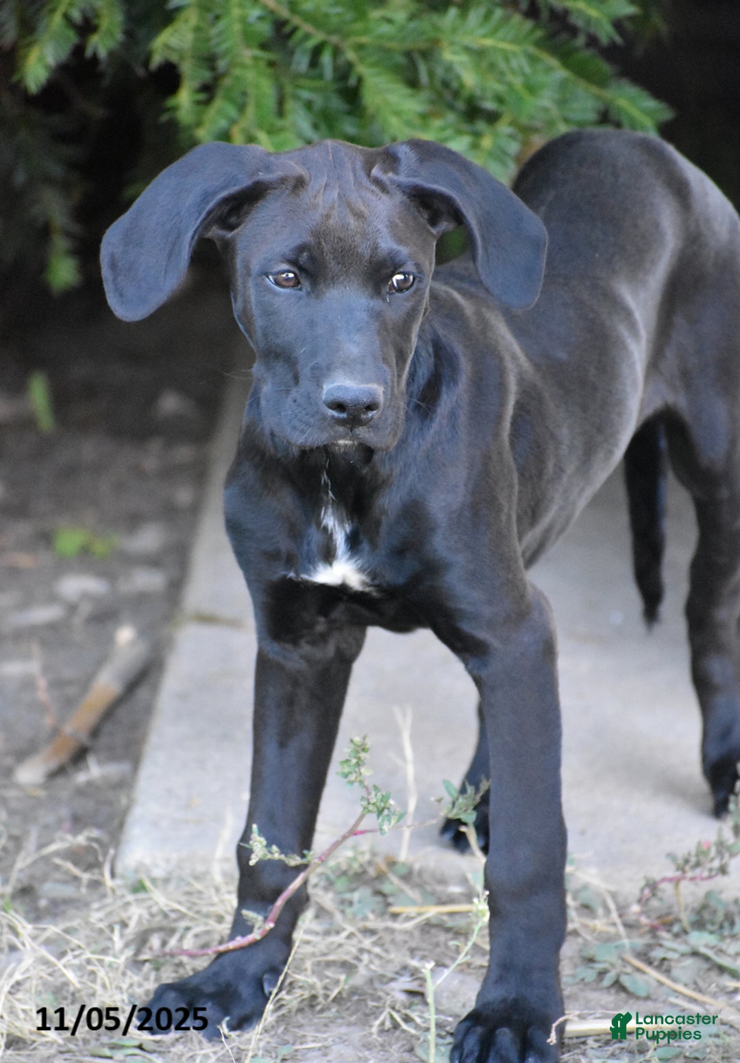 Mixed Breed dogs for sale: Teddy - Ad 1