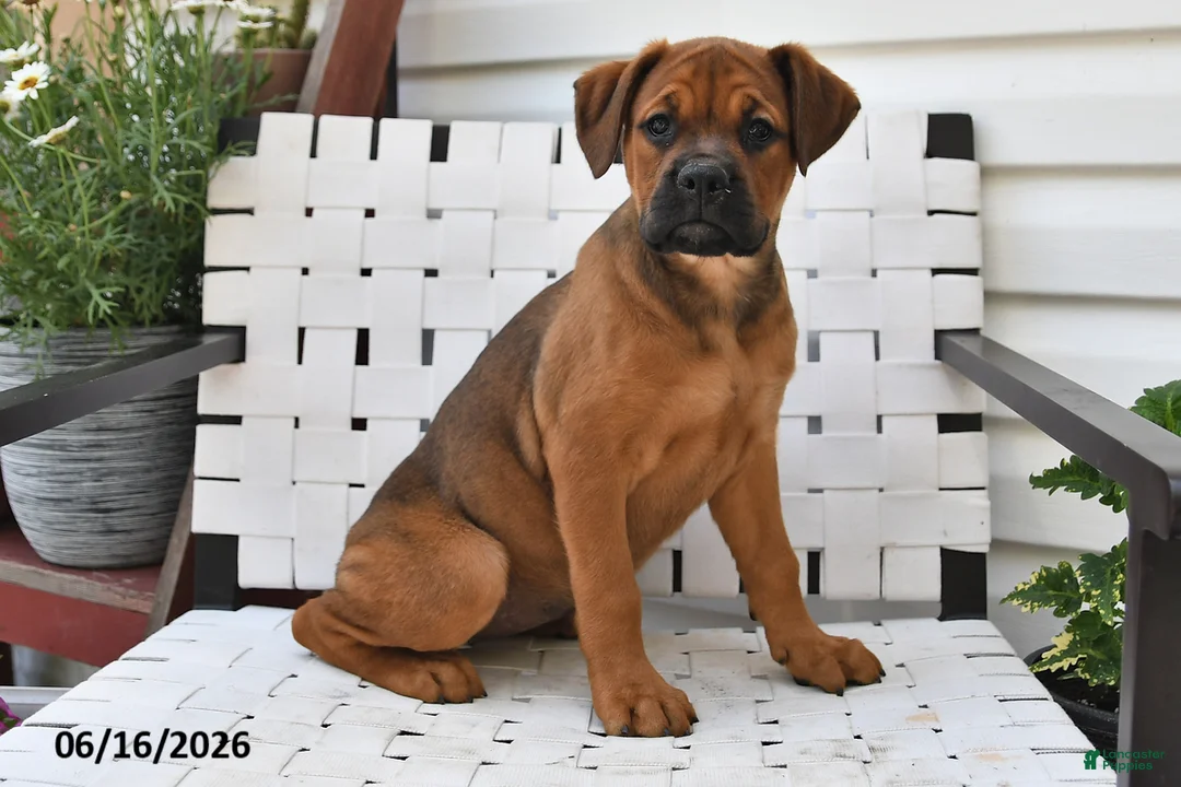 Mixed Breed dogs for sale: Lacy - Ad 1