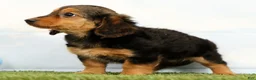 Miniature Dachshund dogs for sale: Natasha - Ad 4
