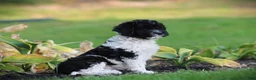 Cockapoo dogs for sale: Tuxie - Ad 3
