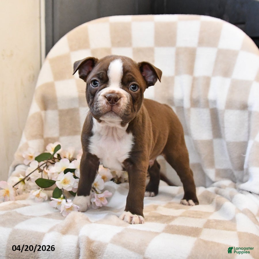 Boston Terrier dogs Ben - Ad 1