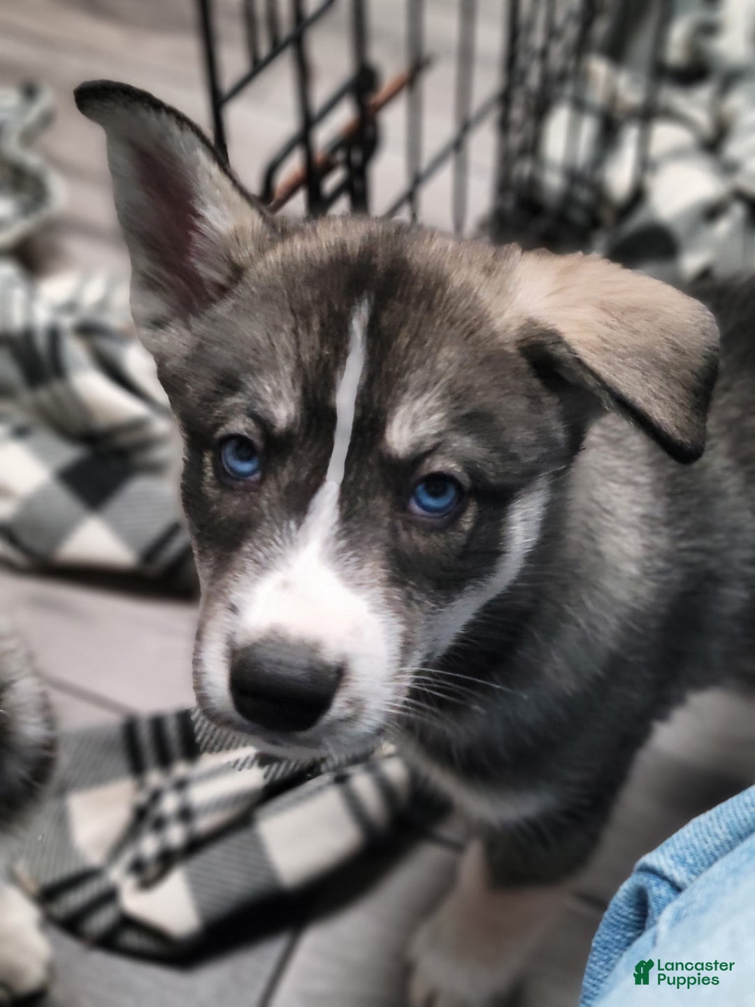 Siberian Husky dogs for sale: Siberian Husky Puppy 5 - Ad 1