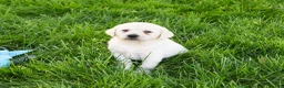 Labrador Retriever dogs for sale: Perseus  - Ad 4