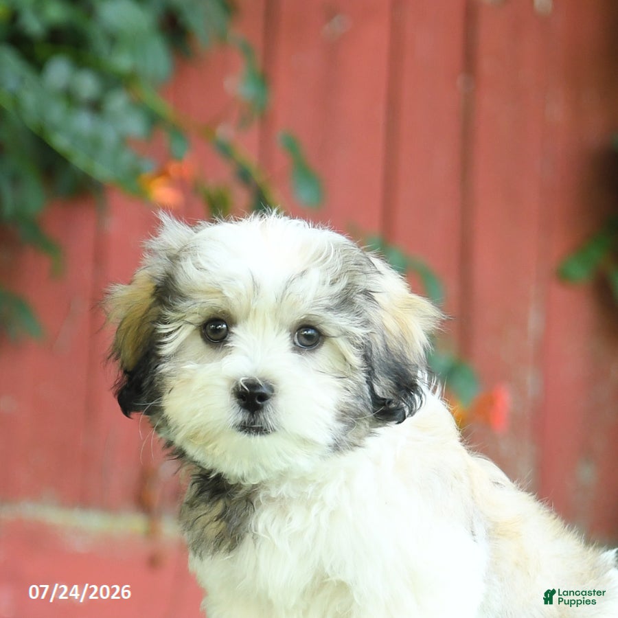 Malshi dogs Derek - Ad 2