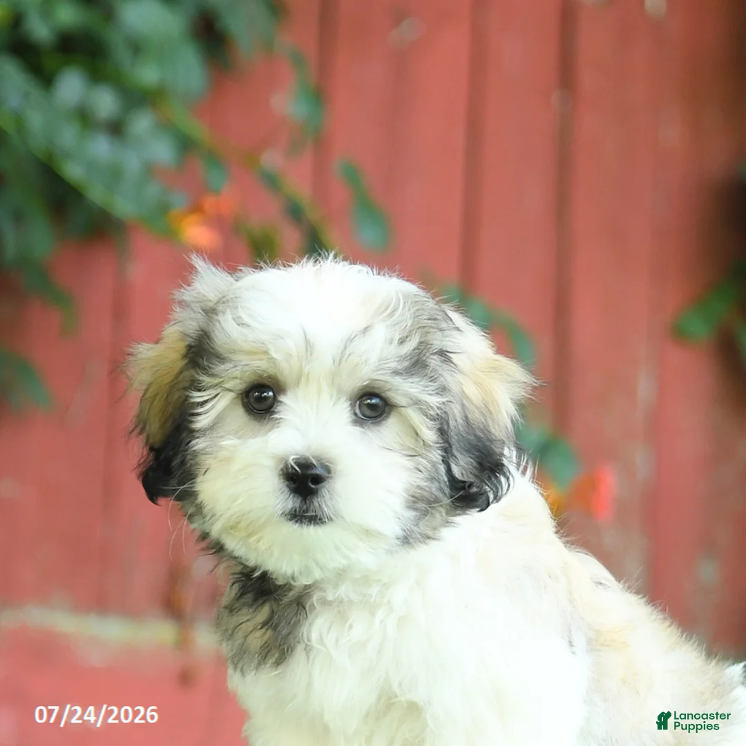 Malshi dogs for sale: Derek - Ad 2