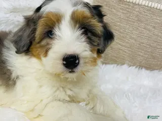 Mini Bernedoodle dogs Mini Bernedoodle Clover - Ad 36