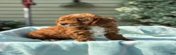 Toy Poodle dogs for sale: Tommy - Ad 2