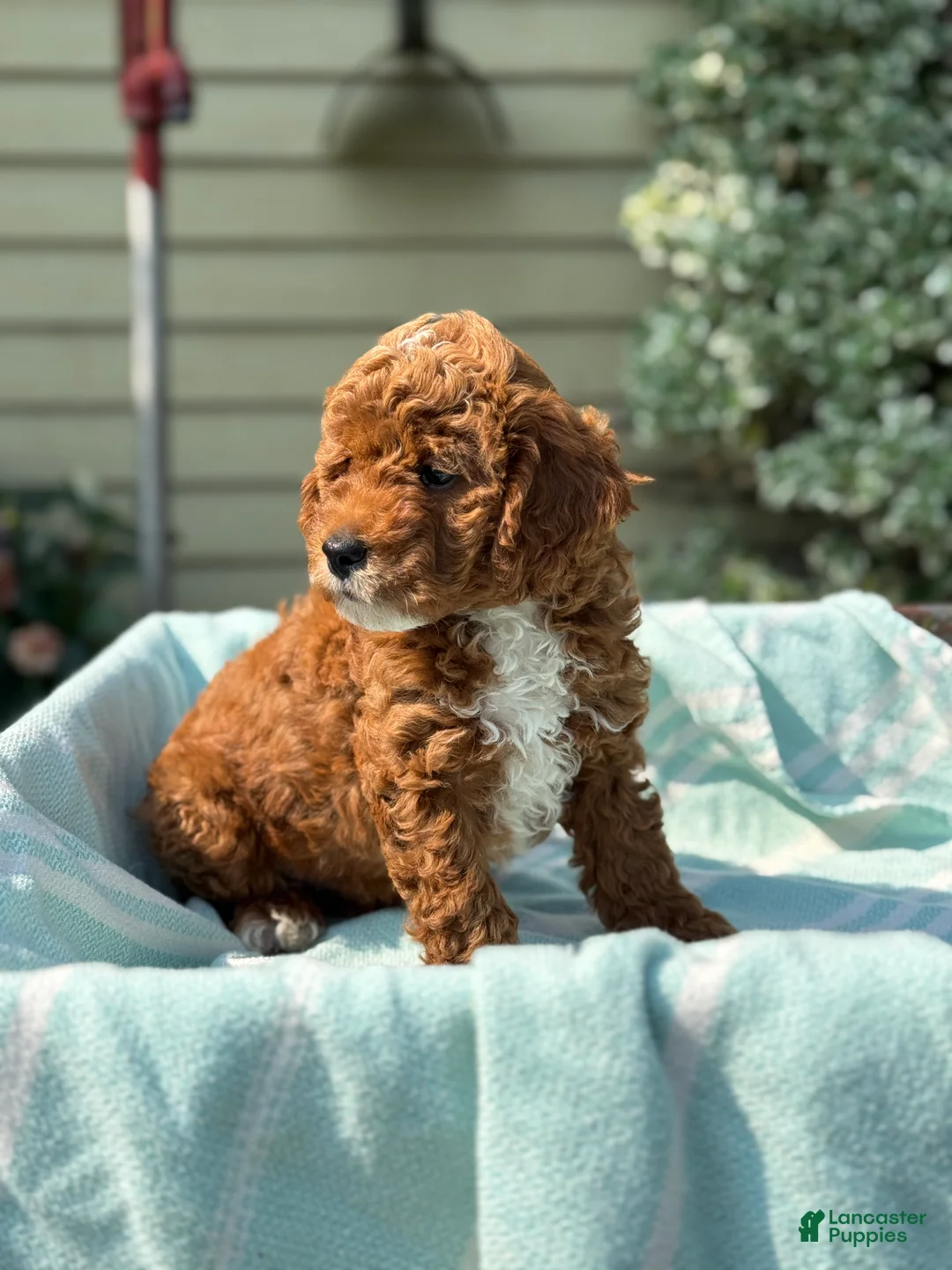 Toy Poodle dogs for sale: Tommy - Ad 2