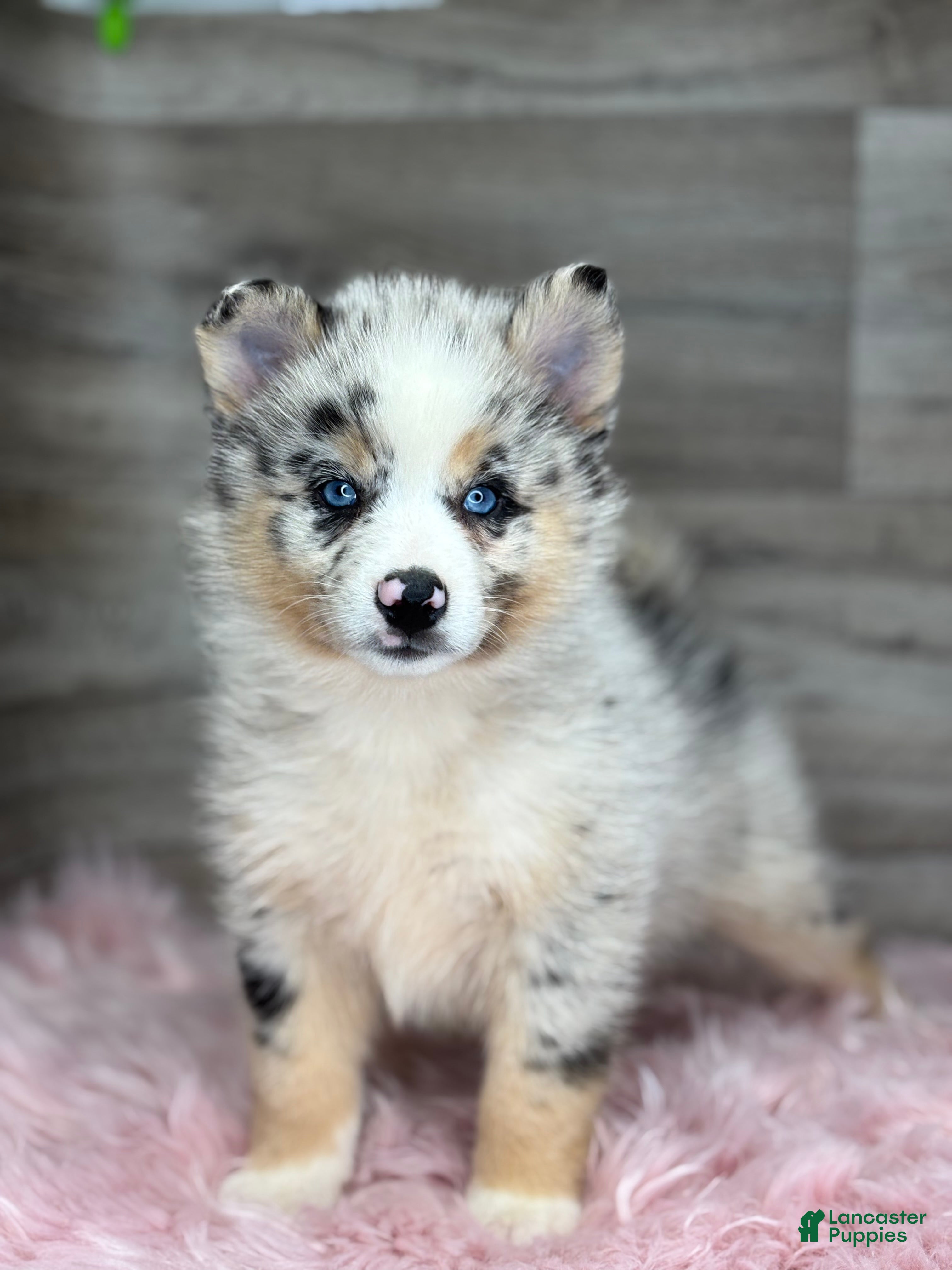 Pomsky dogs Scarlet - Ad 1
