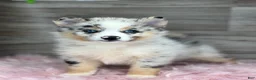 Pomsky dogs for sale: Scarlet - Ad 1