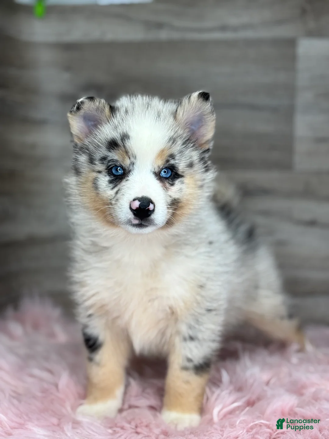 Pomsky dogs for sale: Scarlet - Ad 1