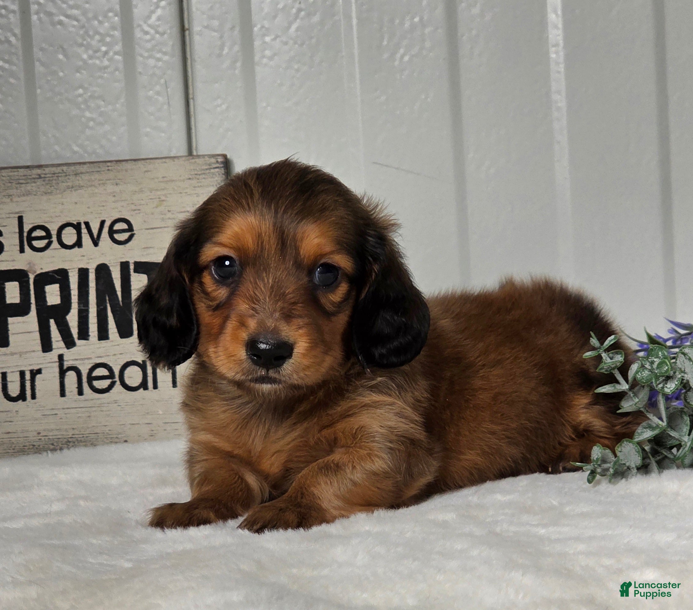 Miniature Dachshund dogs Asher - Ad 2