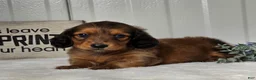 Miniature Dachshund dogs for sale: Asher - Ad 2