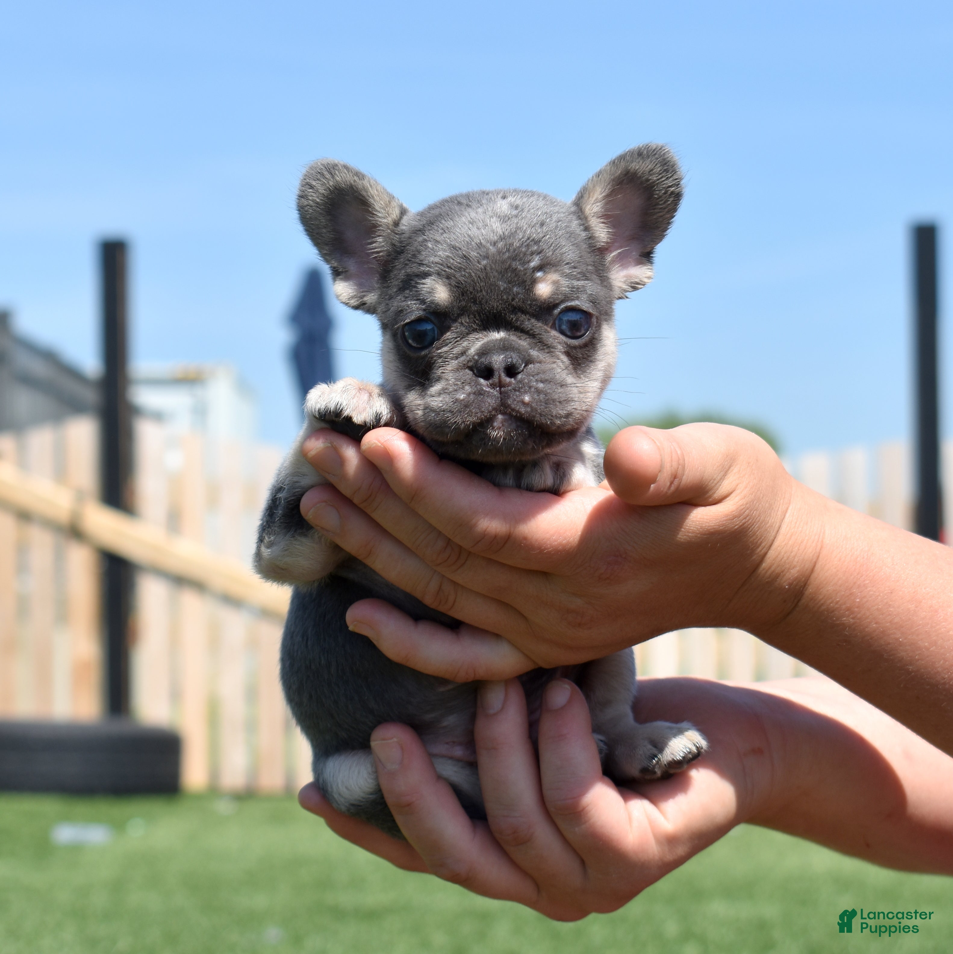 French Bulldog dogs Warrior  - Ad 2