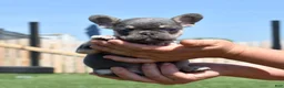 French Bulldog dogs for sale: Warrior  - Ad 2