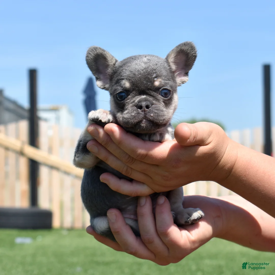 French Bulldog dogs for sale: Warrior  - Ad 2