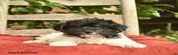 Yorkiepoo dogs for sale: Crystal  - Ad 4