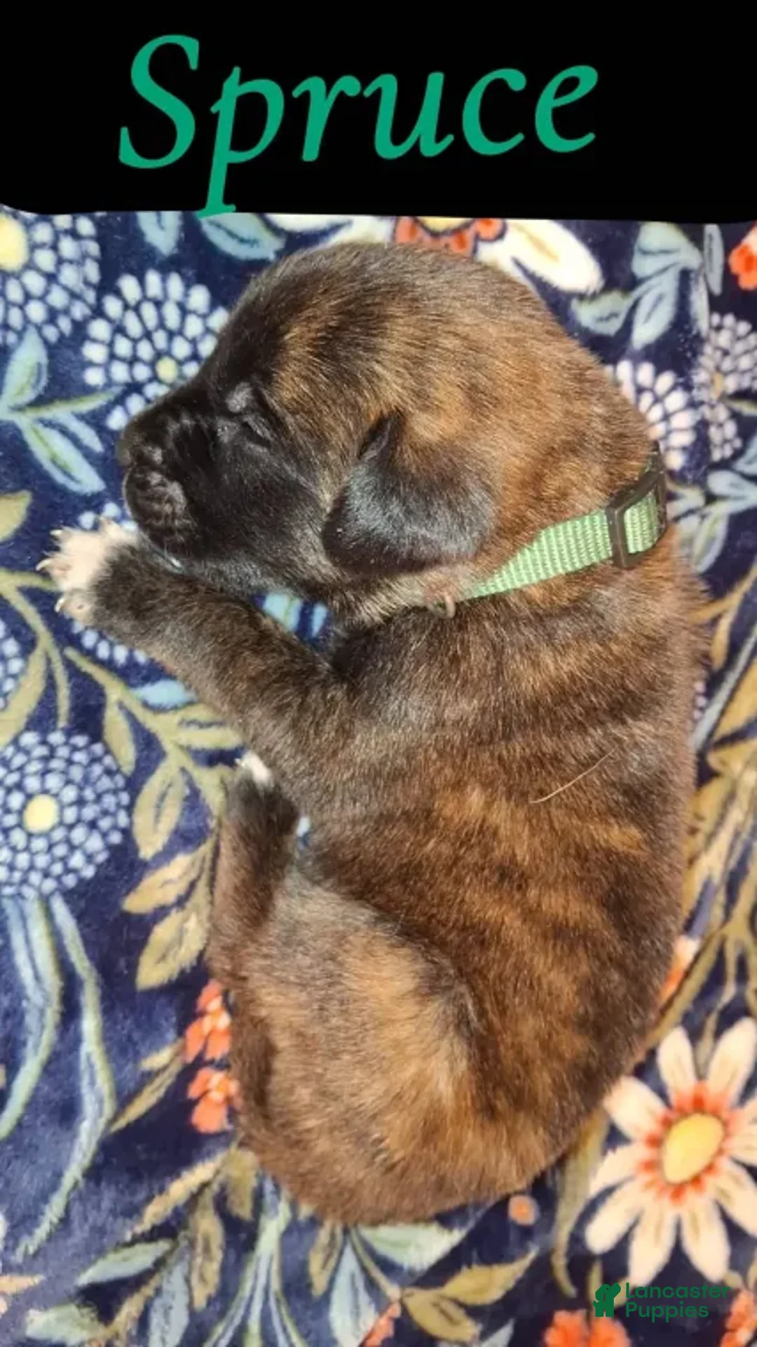 English Mastiff dogs for sale: Spruce - Brindle English Mastiff Puppy - Ad 3
