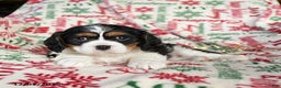 Cavalier King Charles Spaniel dogs for sale: Bear - Ad 2