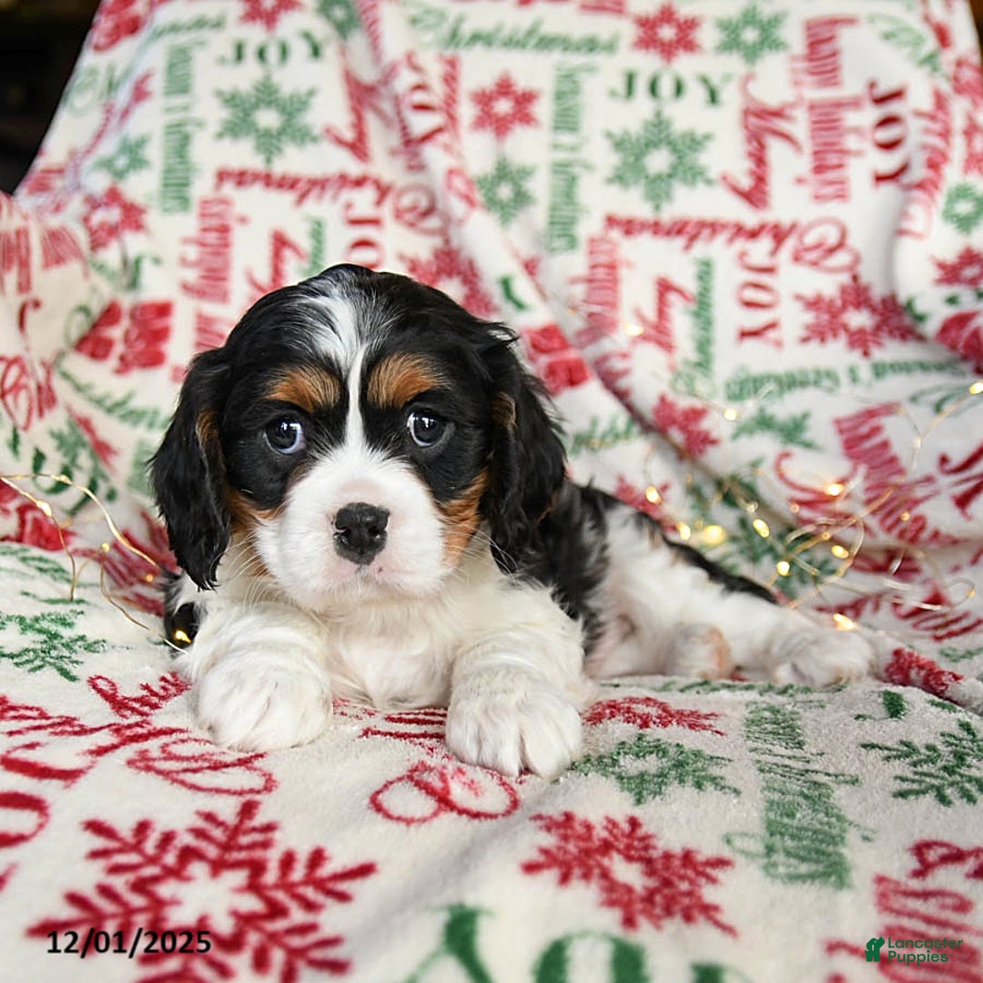 Cavalier King Charles Spaniel dogs for sale: Bear - Ad 2