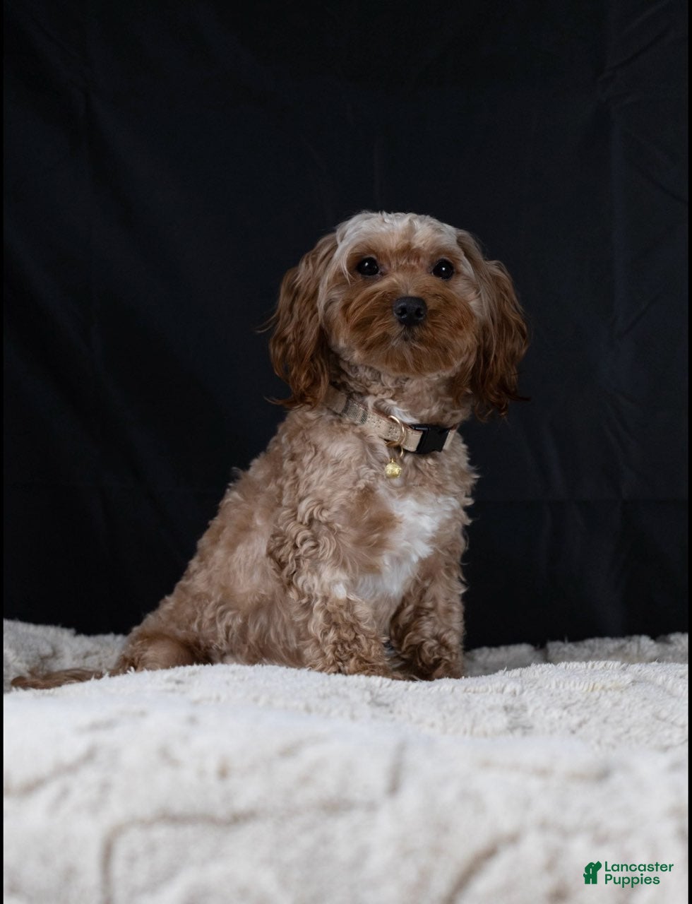 Maltipoo dogs for sale: Chocolate - Ad 3